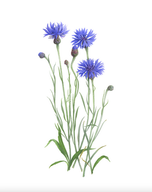 Bleuet