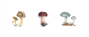 Triptyque 3 champignons - Chanterelles en tube, russule, clytocibe odora