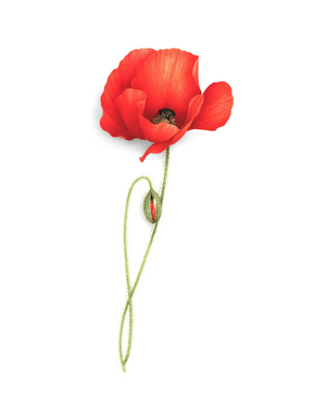Grand Coquelicot