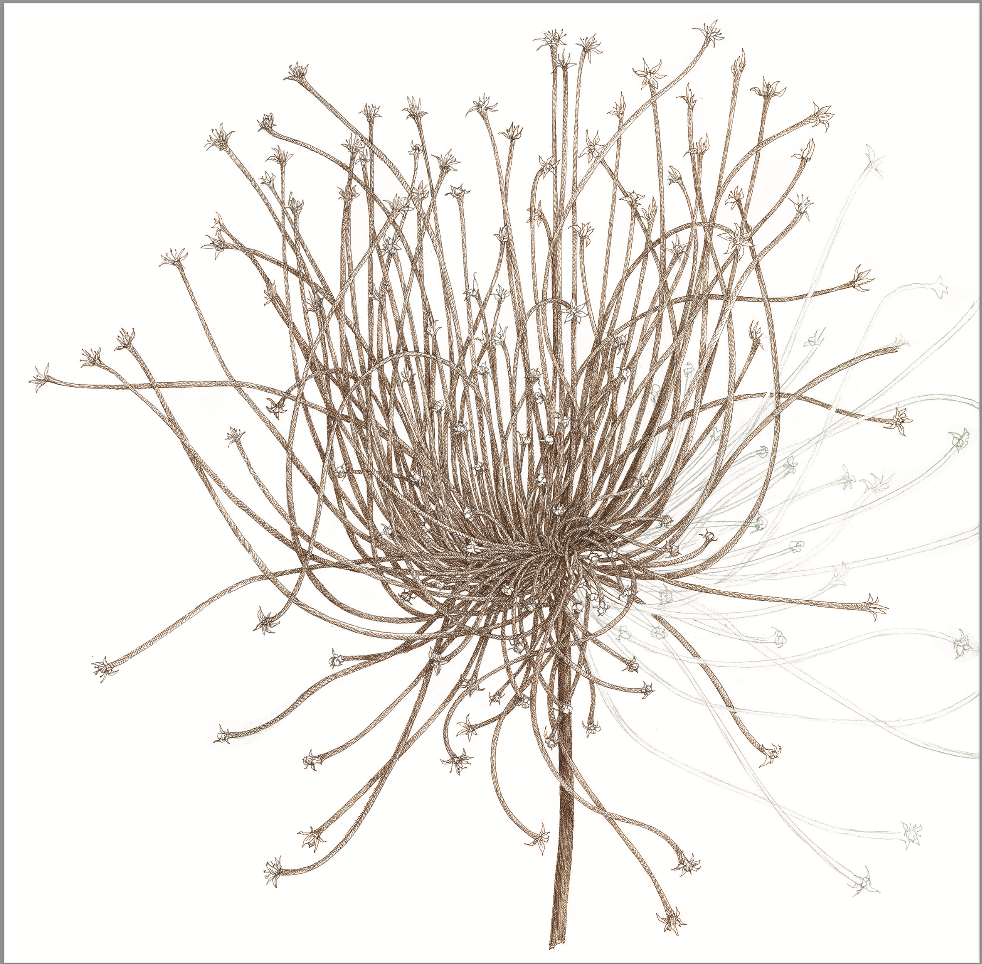 Stage Dessin à l'encre samedi 20 et dimanche 21 Juin 2026