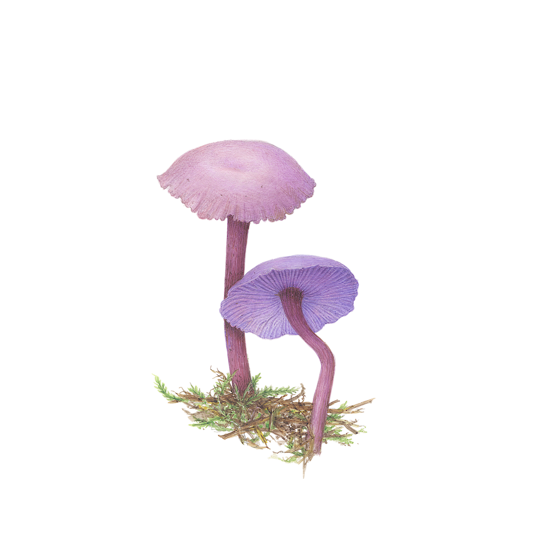 Champignons violets « Laccaires améthystes »