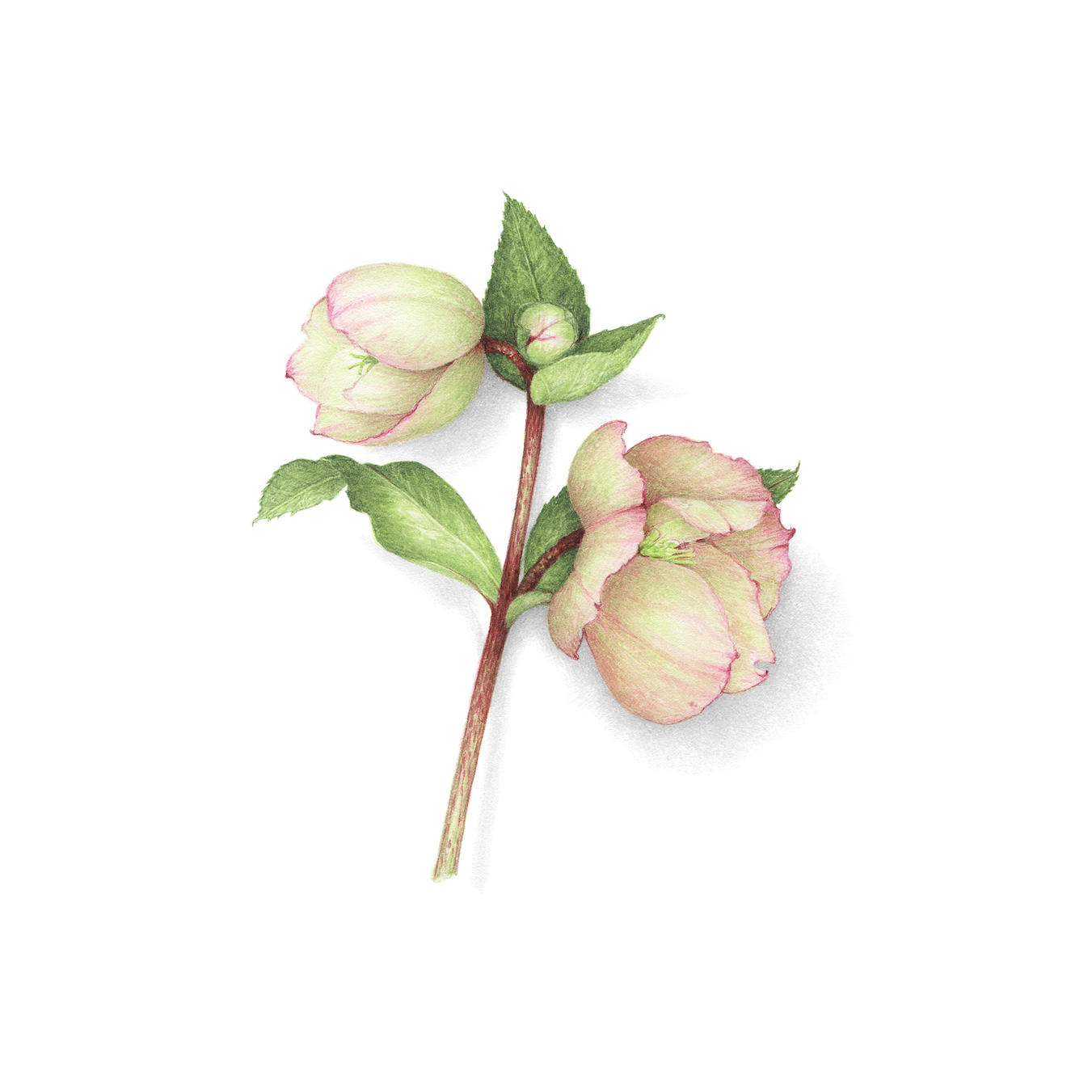 Hellebores