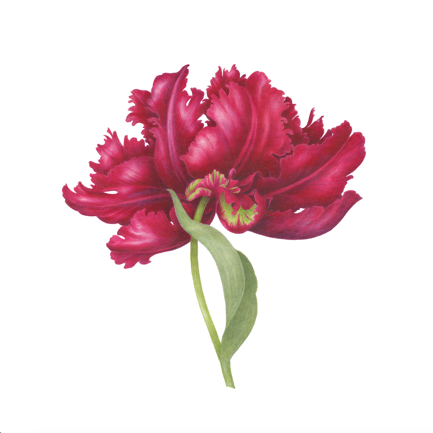 Tulipe rouge frangée
