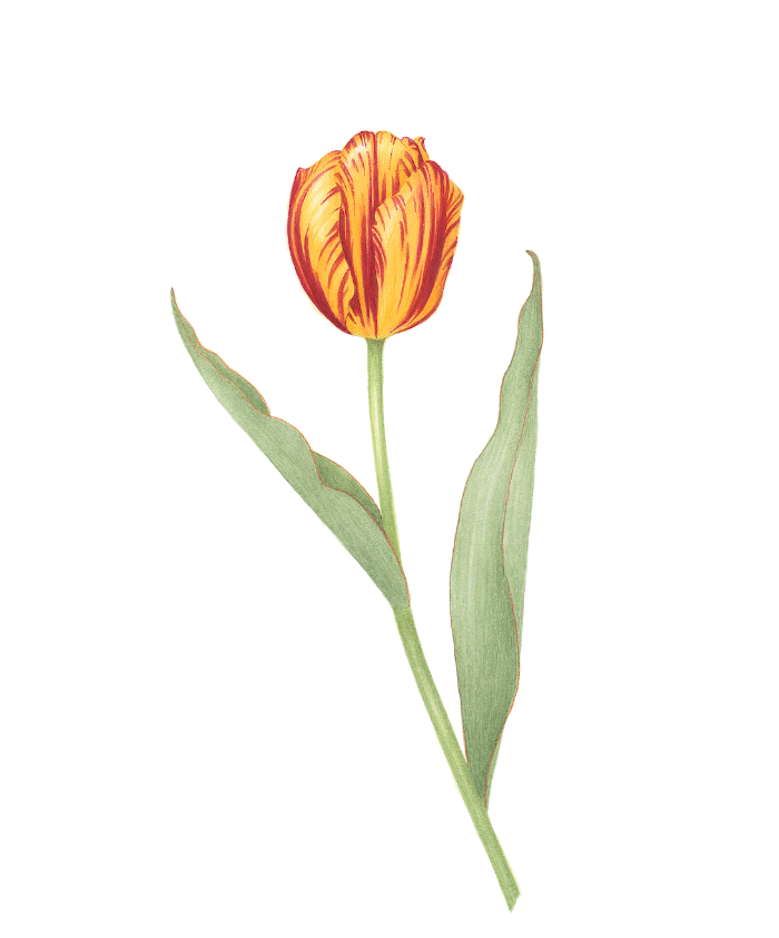 Tulipe rouge et jaune