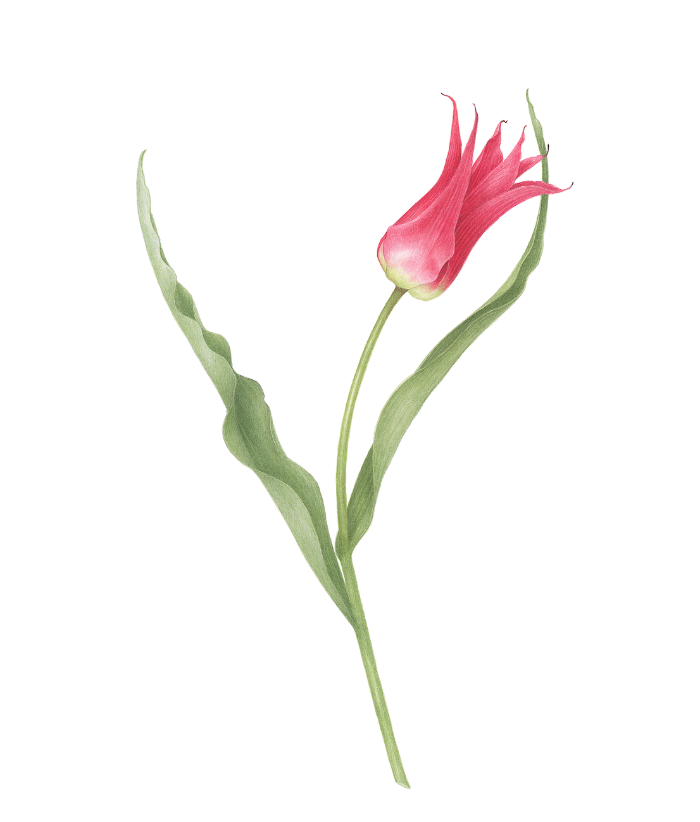 Tulipe rose