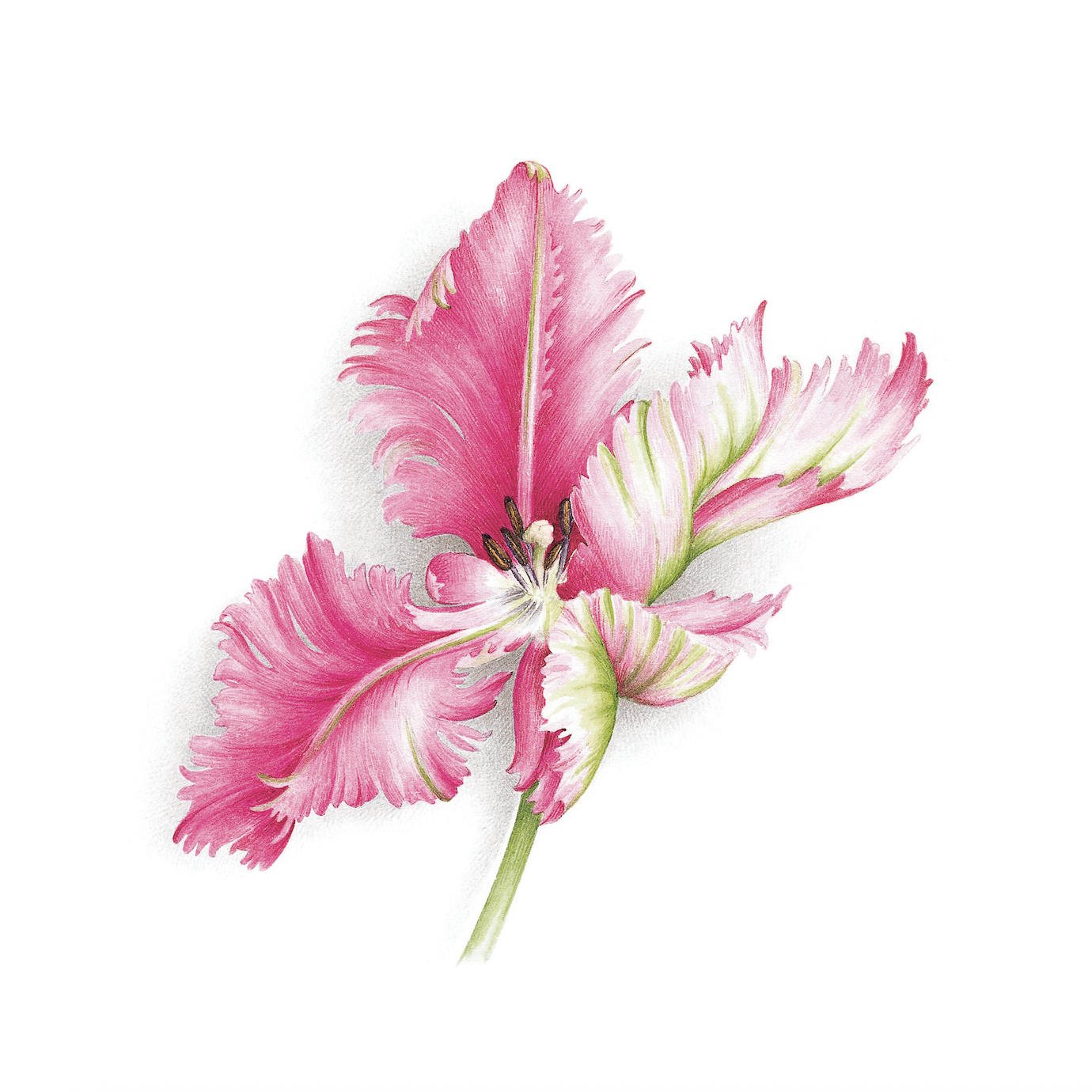 Tulipe Pink Parrot