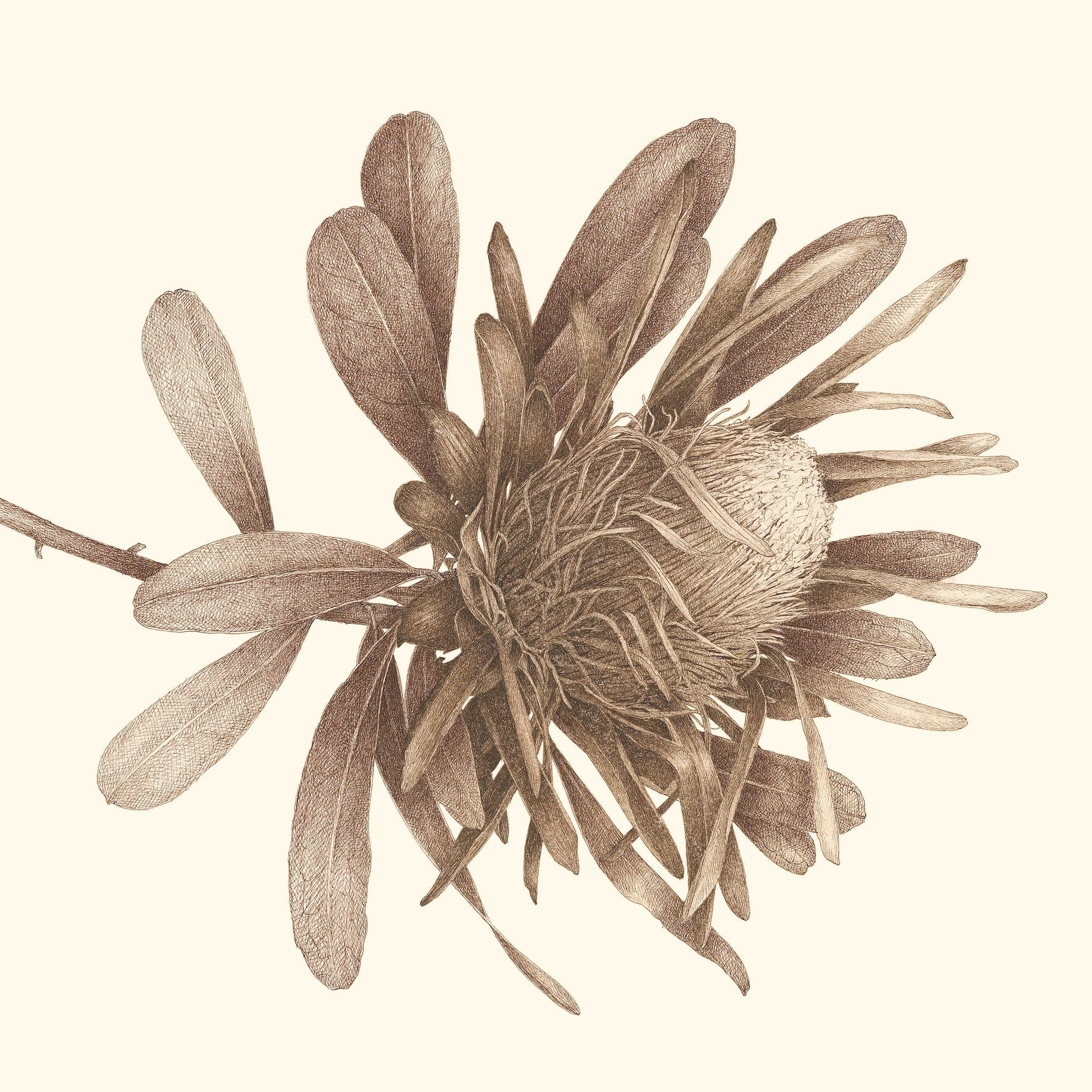 Stage dessin à l'encre du samedi 24 et dimanche 25 octobre 2026