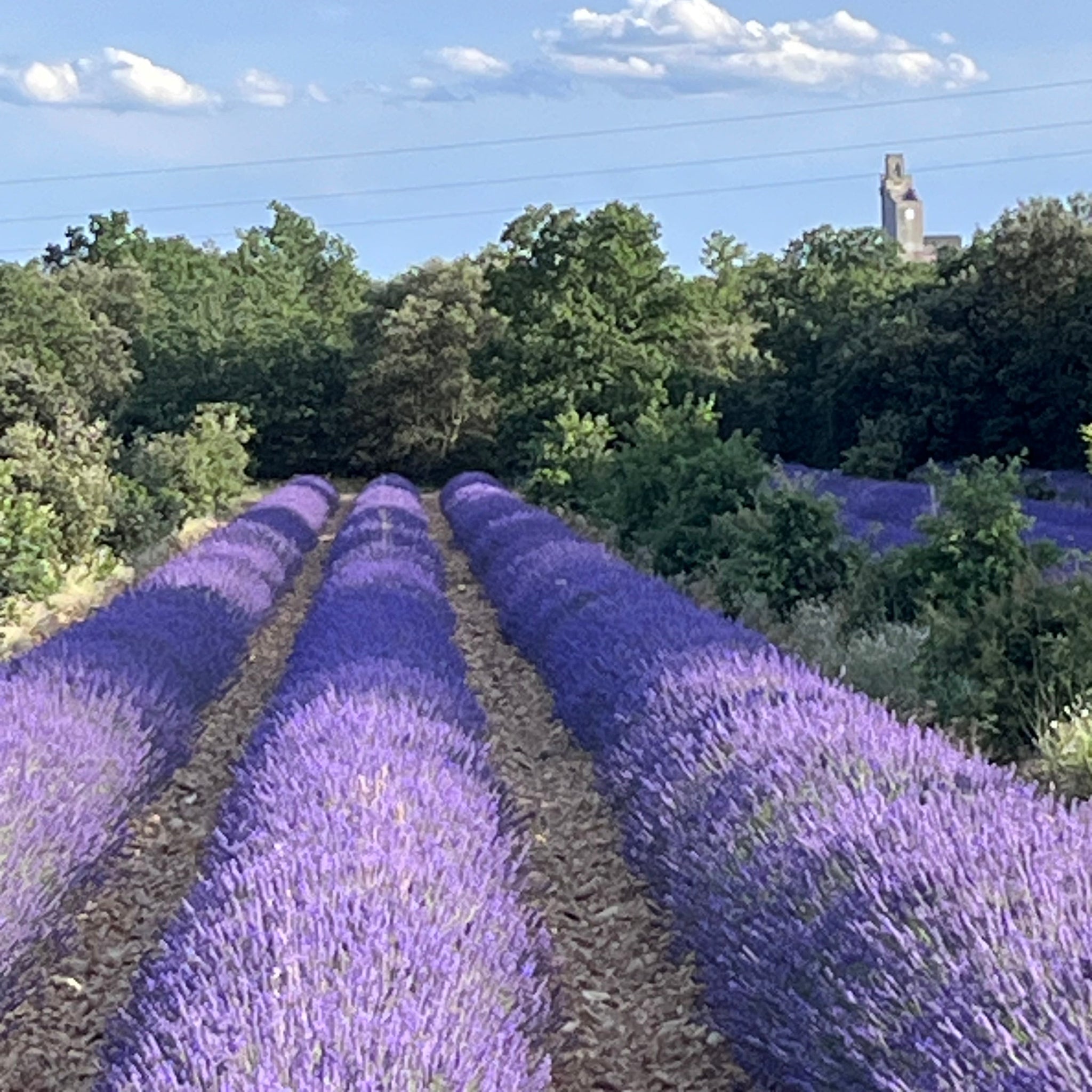 Stage de 5 jours en Provence, en Drôme provençale, du 23 au 27 Juin 2026