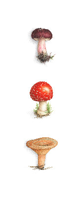 Champignons - Triptyque vertical