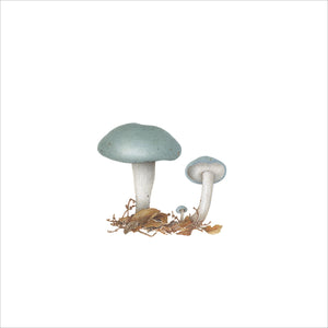 Champignons bleus