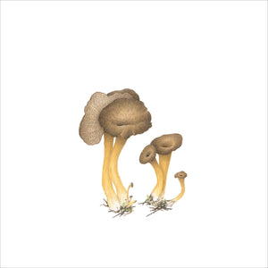 Chanterelles grises