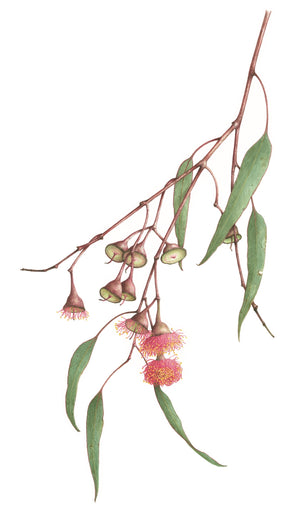 Eucalyptus