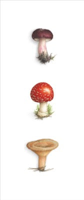 Triptyque 3 champignons - Lactaire, Amanite, Russule