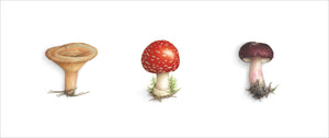 Triptyque 3 champignons - Lactaire, Amanite, Russule