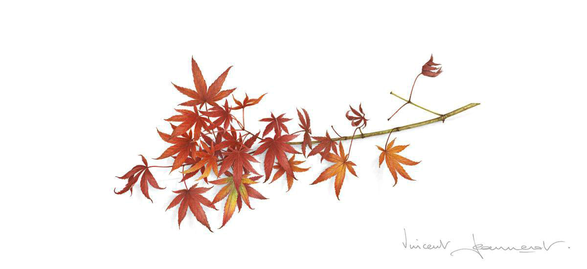 Peinture sur verre - Feuille acrylique - Cascade - Érable du Japon - Rouge  - Water 