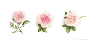 Triptyque 3 roses pâles