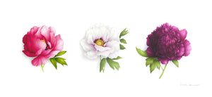 Triptyque 3 pivoines